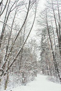 冬天森林里有雪的树图片