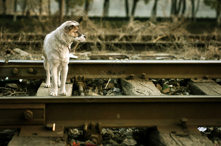 铁路沿线的流浪狗图片