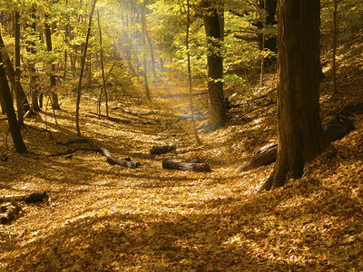 太阳光穿过森林的树叶图片