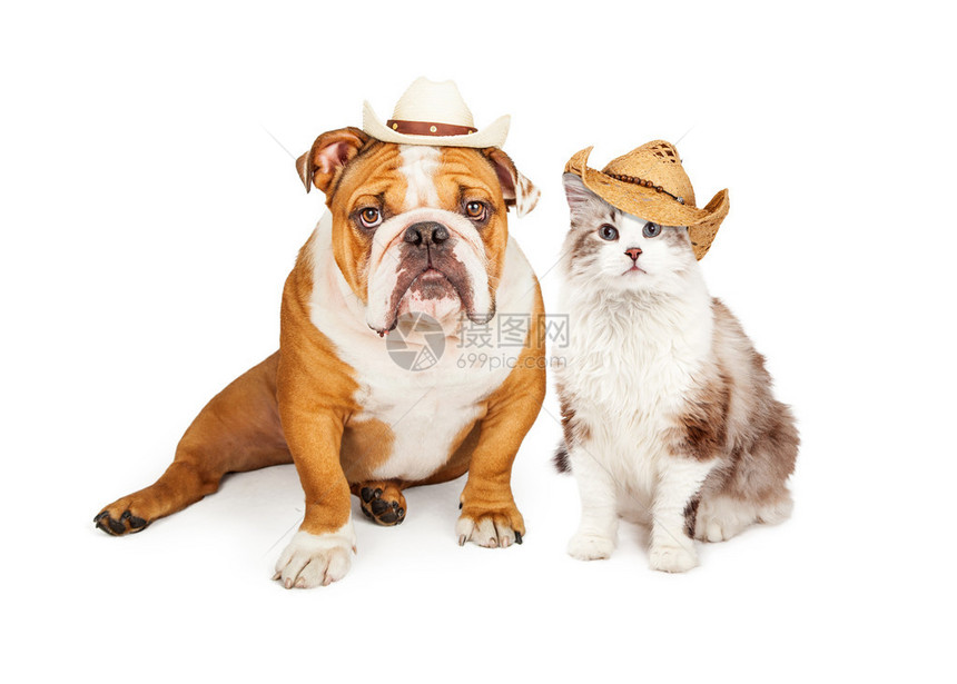 英国牛犬养狗和猫戴西部牛仔帽的照图片