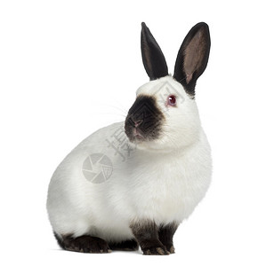 俄罗斯兔子背景图片