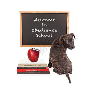 在粉笔板前的可爱小狗读着欢迎来到顺从学校上面有一堆狗训练书还有图片
