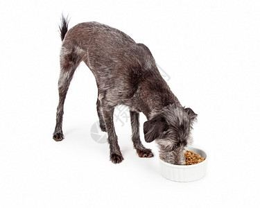 中尺寸混合品种狗吃一碗白种的干肉饼以图片