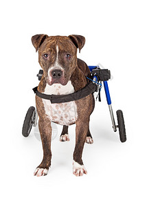 残疾斯塔福德郡斗牛梗犬站在轮椅上图片