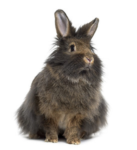 MiniLop兔子前视线背景图片
