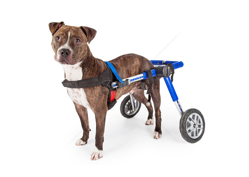 坐在轮椅上的残疾斯塔福德郡斗牛梗犬看着白色背景图片