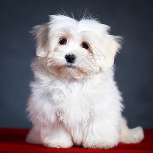 白色小狗马耳他狗图片