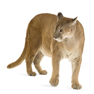 美洲豹17岁白色背景前背景图片