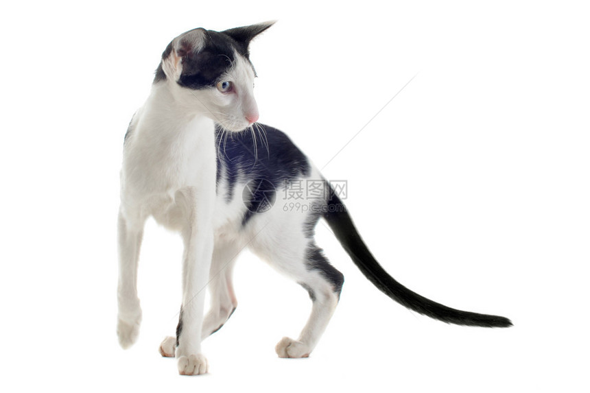 白色背景前黑白东方猫的肖像图片