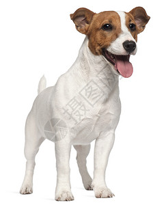 JackRussellTerrier小狗图片