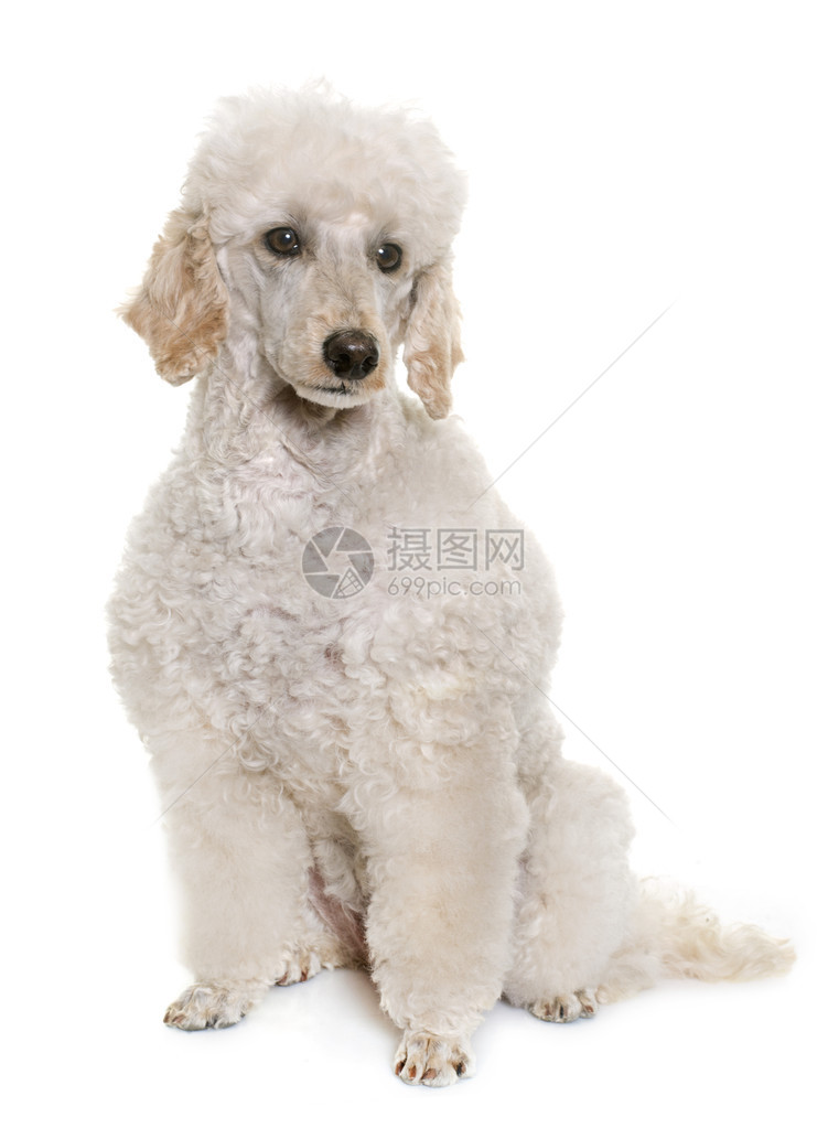 白色背景前的白色贵宾犬图片