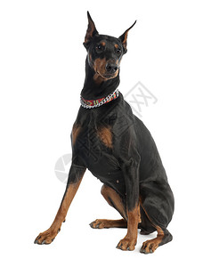 DobermanPinscher5岁在图片