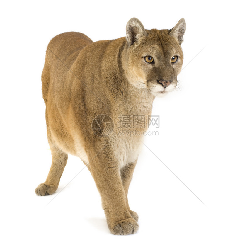 美洲豹17岁白色背景前图片
