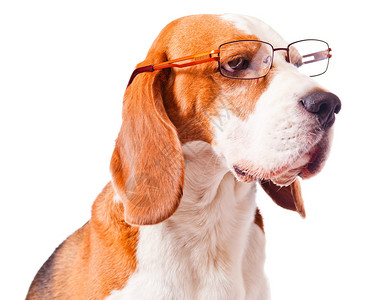 白色背景上戴着眼镜的可爱狗图片
