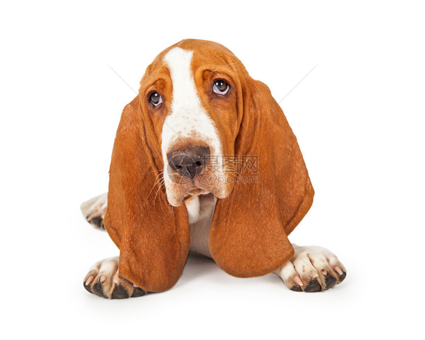 一只可爱的巴塞特狗长着大耳朵和悲伤的眼睛孤立图片