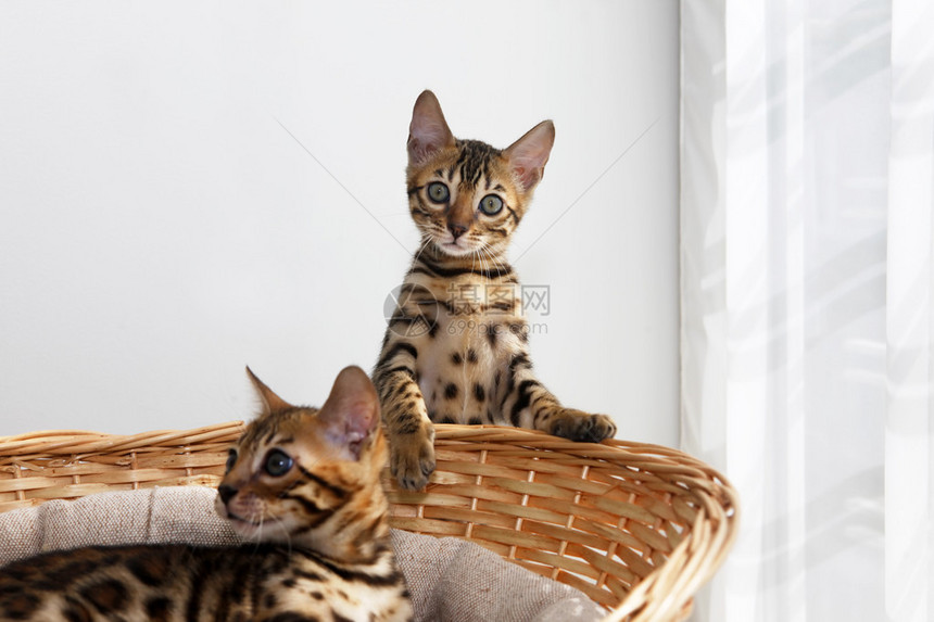 篮子里的小孟加拉小猫图片