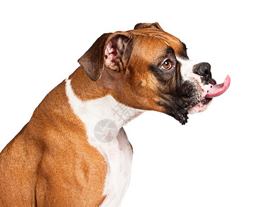 一只拳击狗伸出舌图片