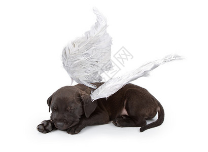一只黑拉布多猎犬混合小狗图片