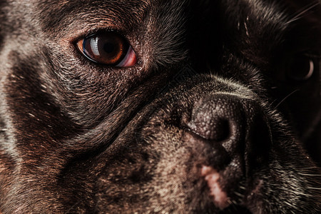 一张可爱的法国斗牛犬狗的脸图片