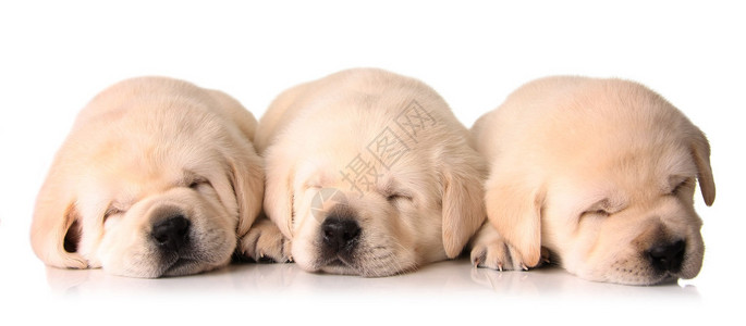 三只睡着的拉布多小狗图片