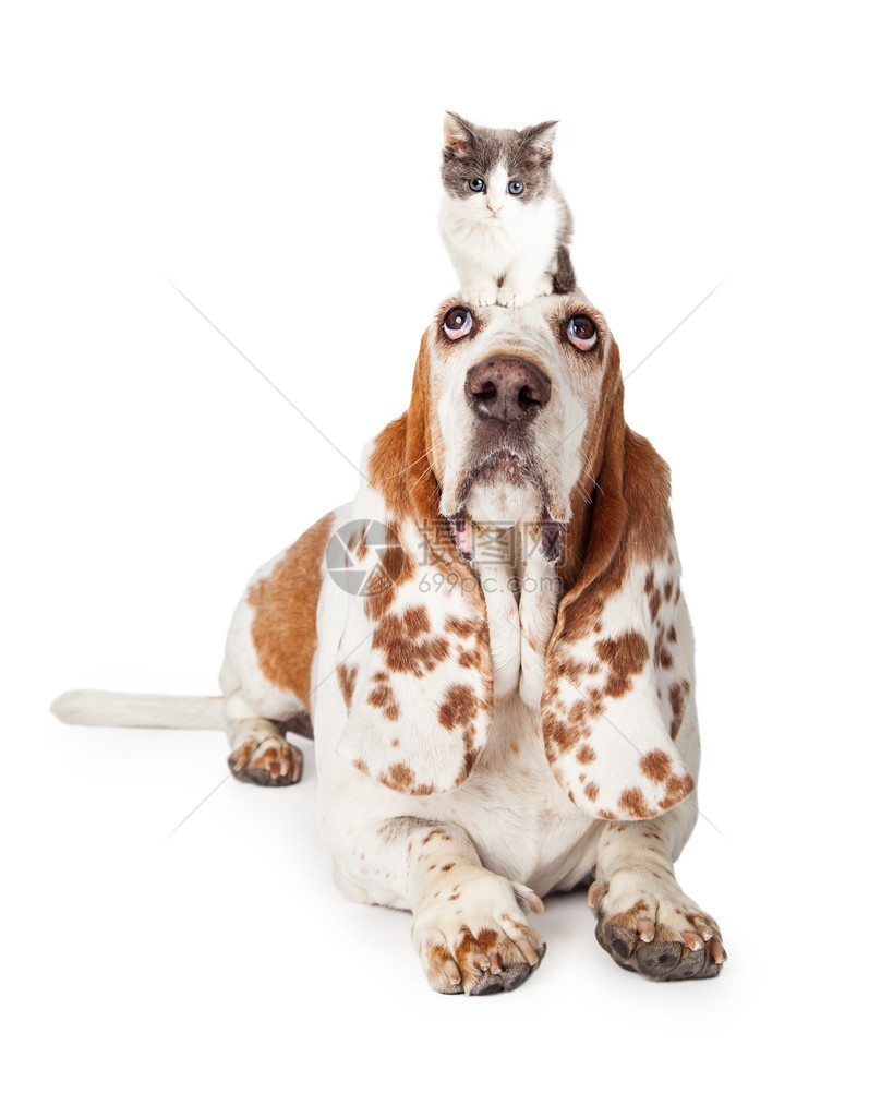 看着BassetHoundDog躺在巴塞特猎狗身上图片