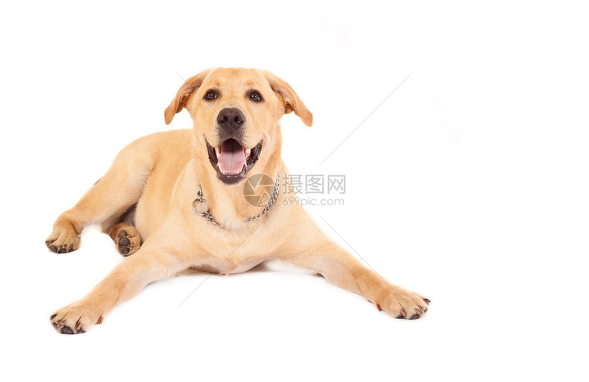 白色背景面前的PuppyLabra图片