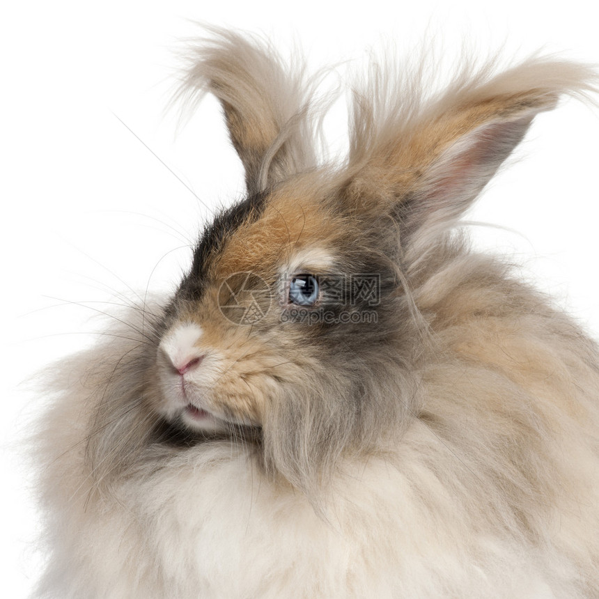 白色背景面前的英国安哥拉兔图片