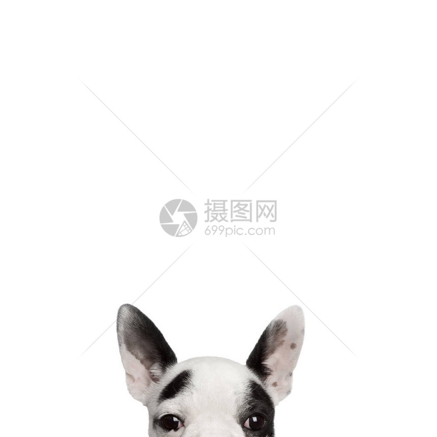 法国斗牛犬的肖像在白人背景图片