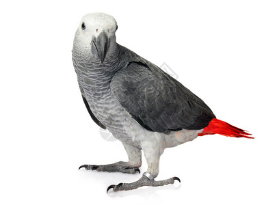 AfricanGreyParrot孤立图片