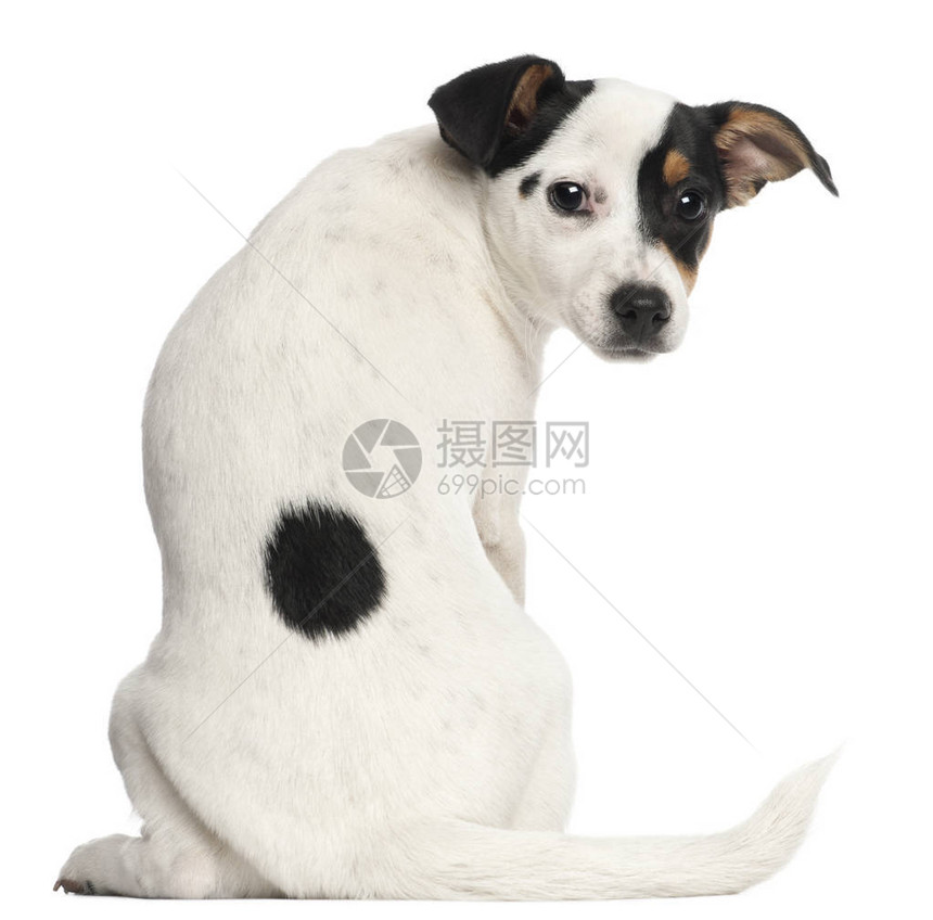 JackRussellTerrier小狗图片