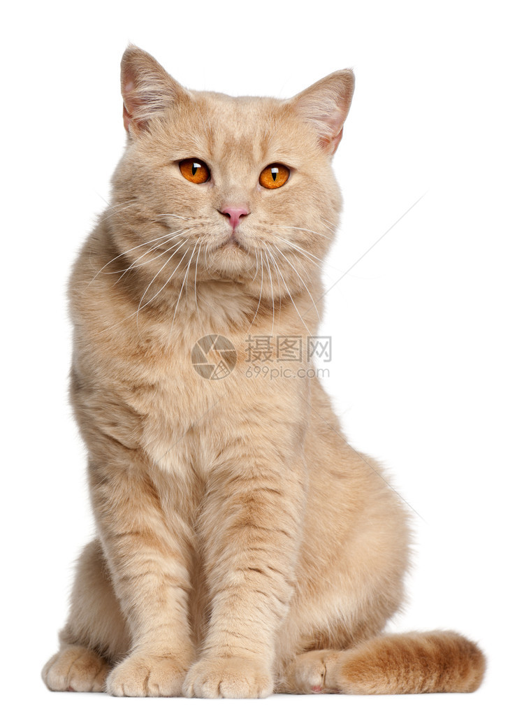 英国短发猫1岁坐在白色背景图片