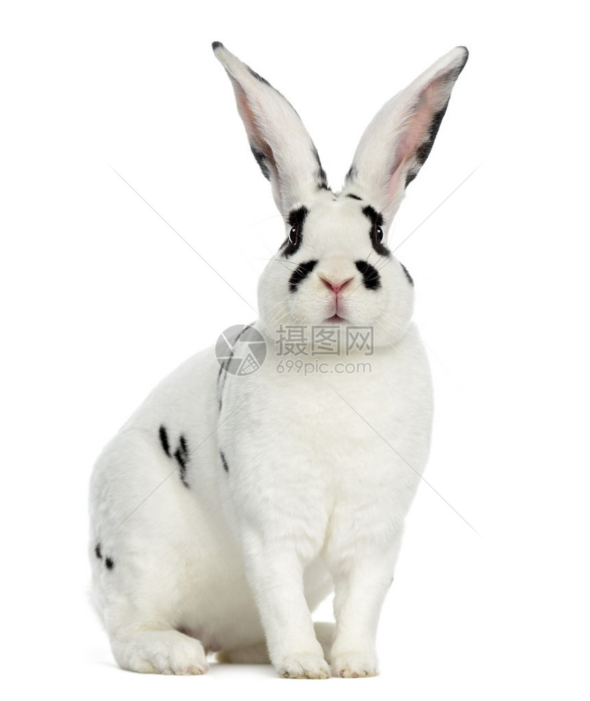RexDalmatian兔子坐着图片
