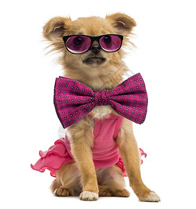 穿着粉红衬衫眼镜和领结图片