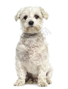 Bichon起伏的狗坐着和面对着在背景图片