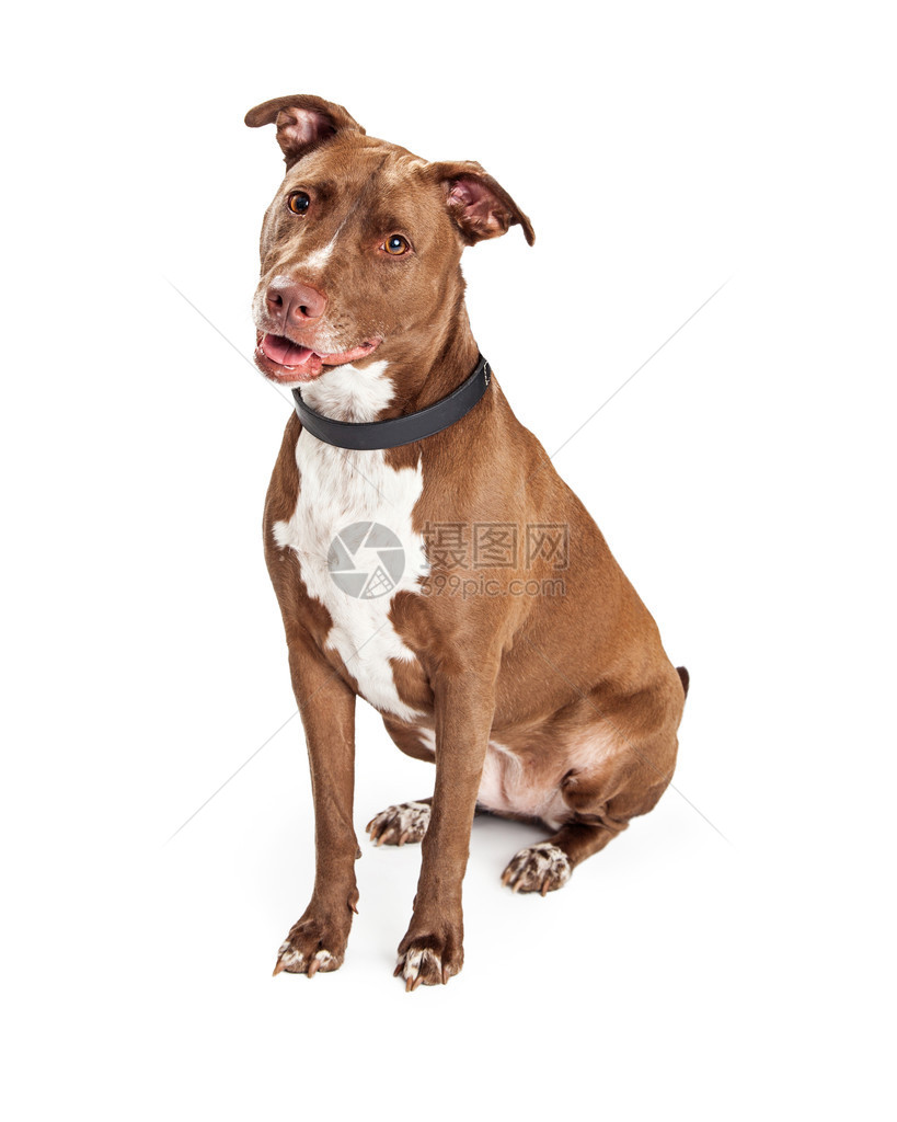 美国棕褐色斯塔福德郡TerrierPitBull狗图片