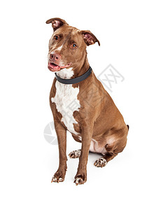 美国棕褐色斯塔福德郡TerrierPitBull狗图片
