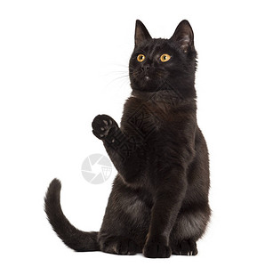 在白色背景前爪子的黑猫图片