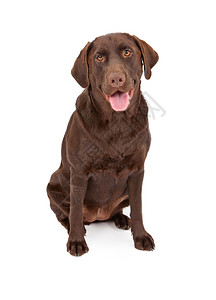 一只岁大的巧克力颜色拉布多猎犬坐在白色背图片