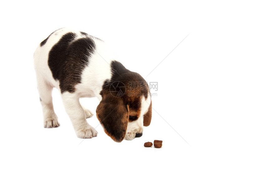 在白色背景上吃东西的小猎犬小狗图片