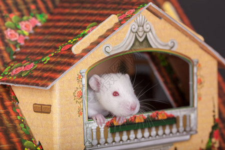 玩具屋阳台上的老鼠图片