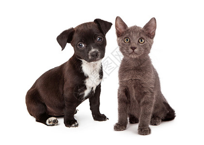 黑白小狗和一只灰猫坐在一起两只动图片