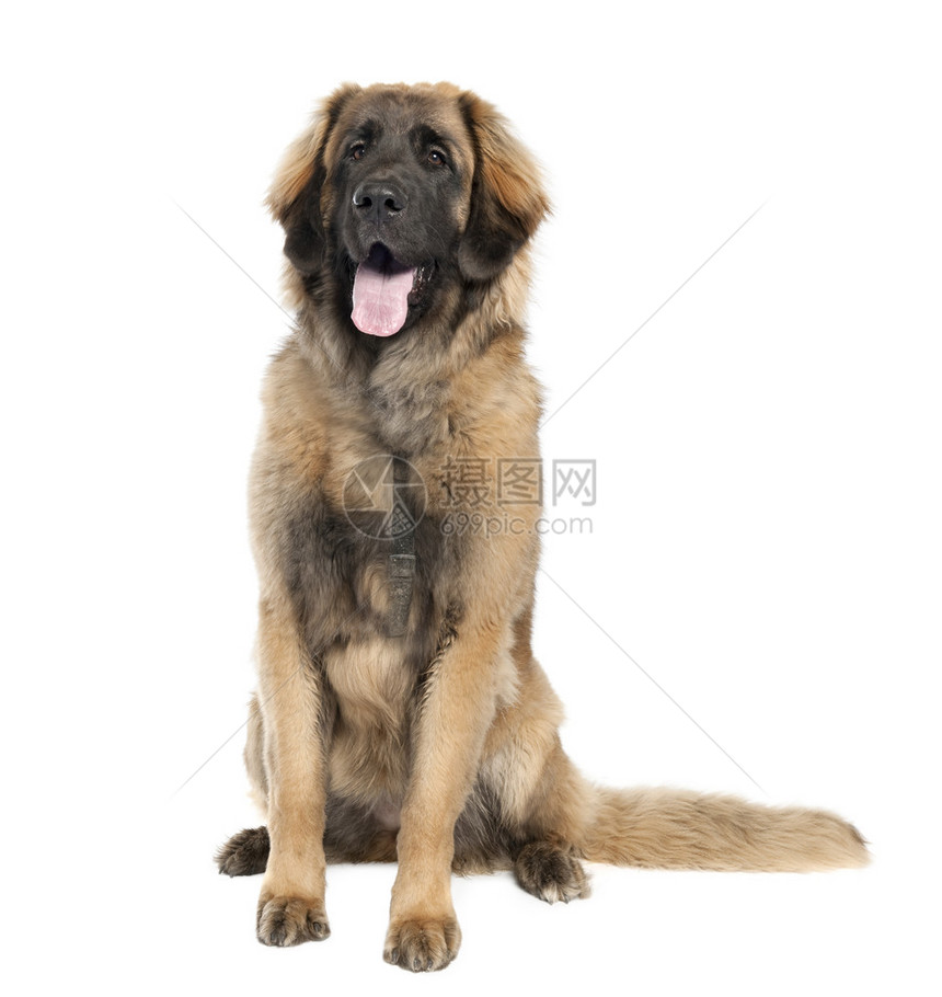 Leonberger7个月大图片