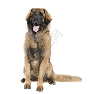 Leonberger7个月大图片