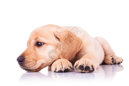 可怜的拉布多小狗猎犬头抓脚爪的狗在白色背景图片