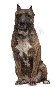 美国斯塔福德郡12岁的Terrier狗背景图片
