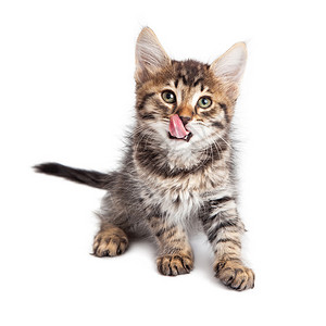 可爱的年轻虎斑小猫舌头伸出白色图片