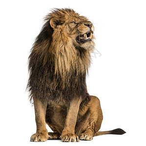 狮子坐着咆哮豹里座10图片