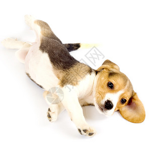 一只小猎犬小狗在白色背景上滚动的图片背景图片