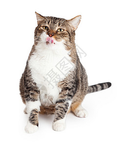 体重超的成年猫坐下来用舌头伸出舌头舔嘴唇在白种图片