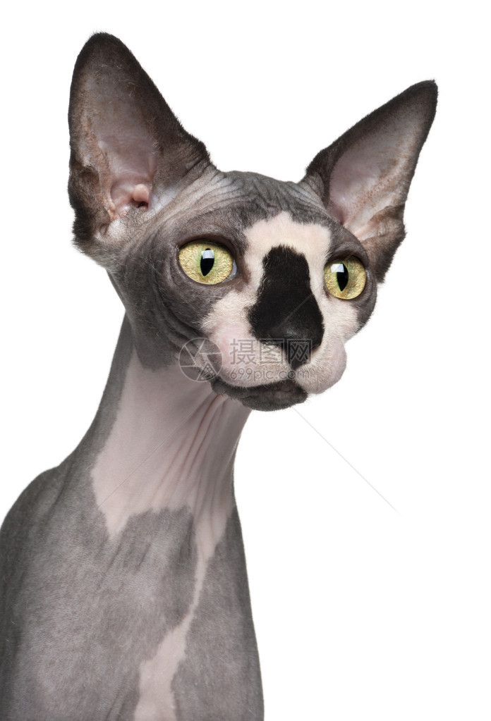 8个月大的Sphynx猫在白色背景面前图片